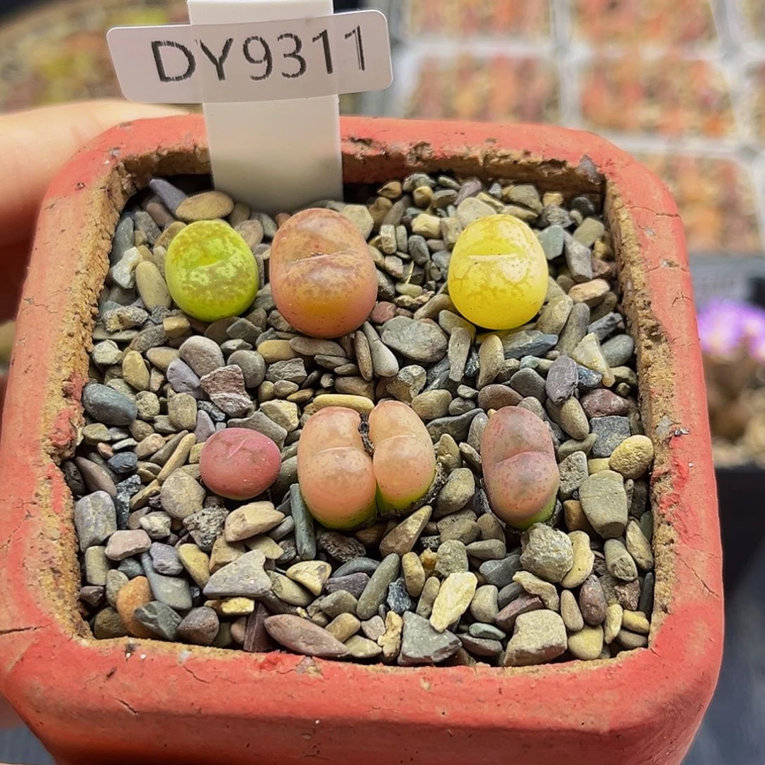 满18包邮毛杂9311