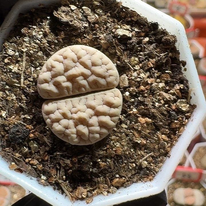 生石花2233:：：。  128