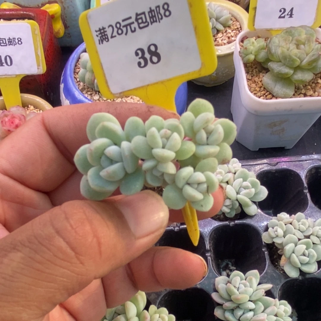 838福利，冰玉小树5头