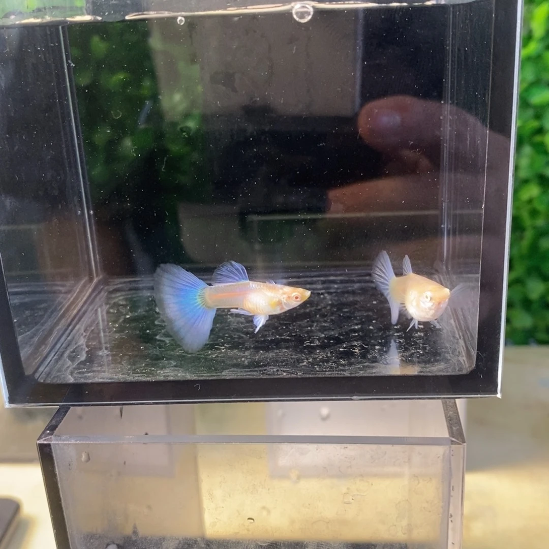 孔雀鱼紫白欧翼一对