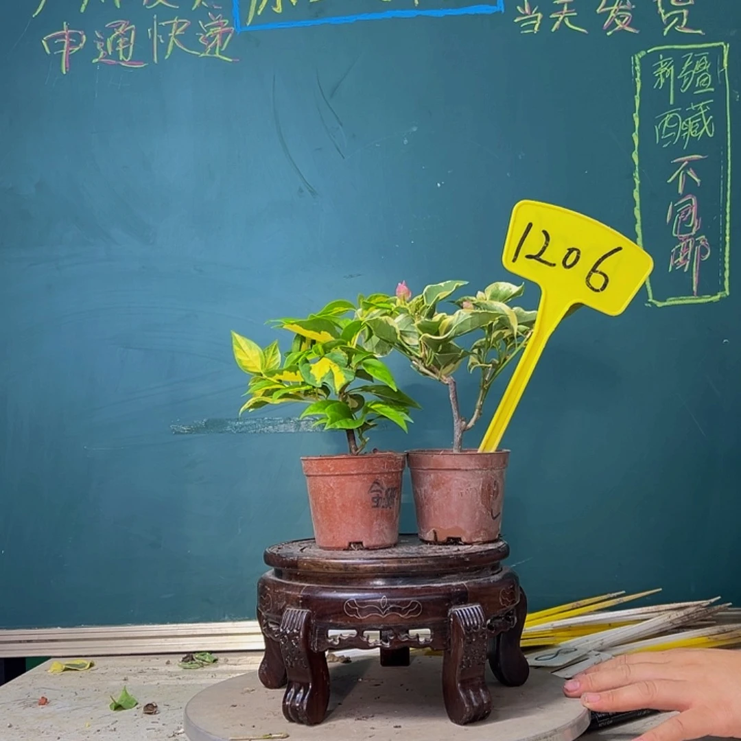 当前无花栽培后可以开花金心双色掌中宝 蜡染粉掌中宝 1206