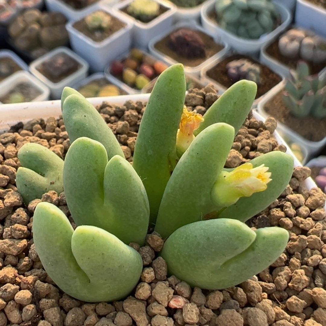 99多肉植物百科植物