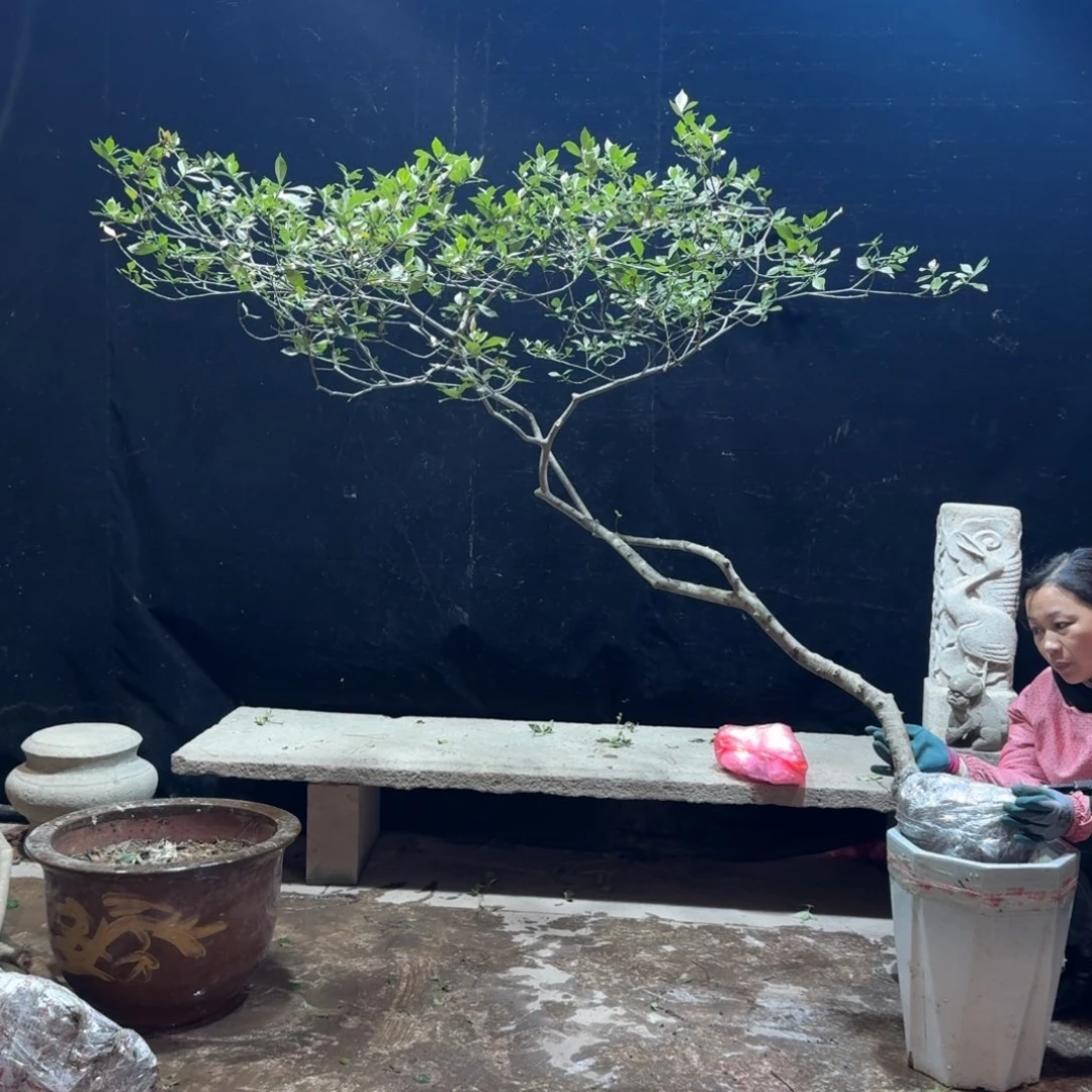 祥***云完全开放栀子花生桩一物一拍