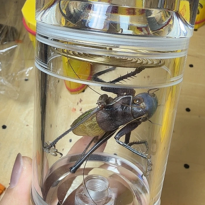 蟋蟀哈哈哈哈哈哈哈哈哈哈