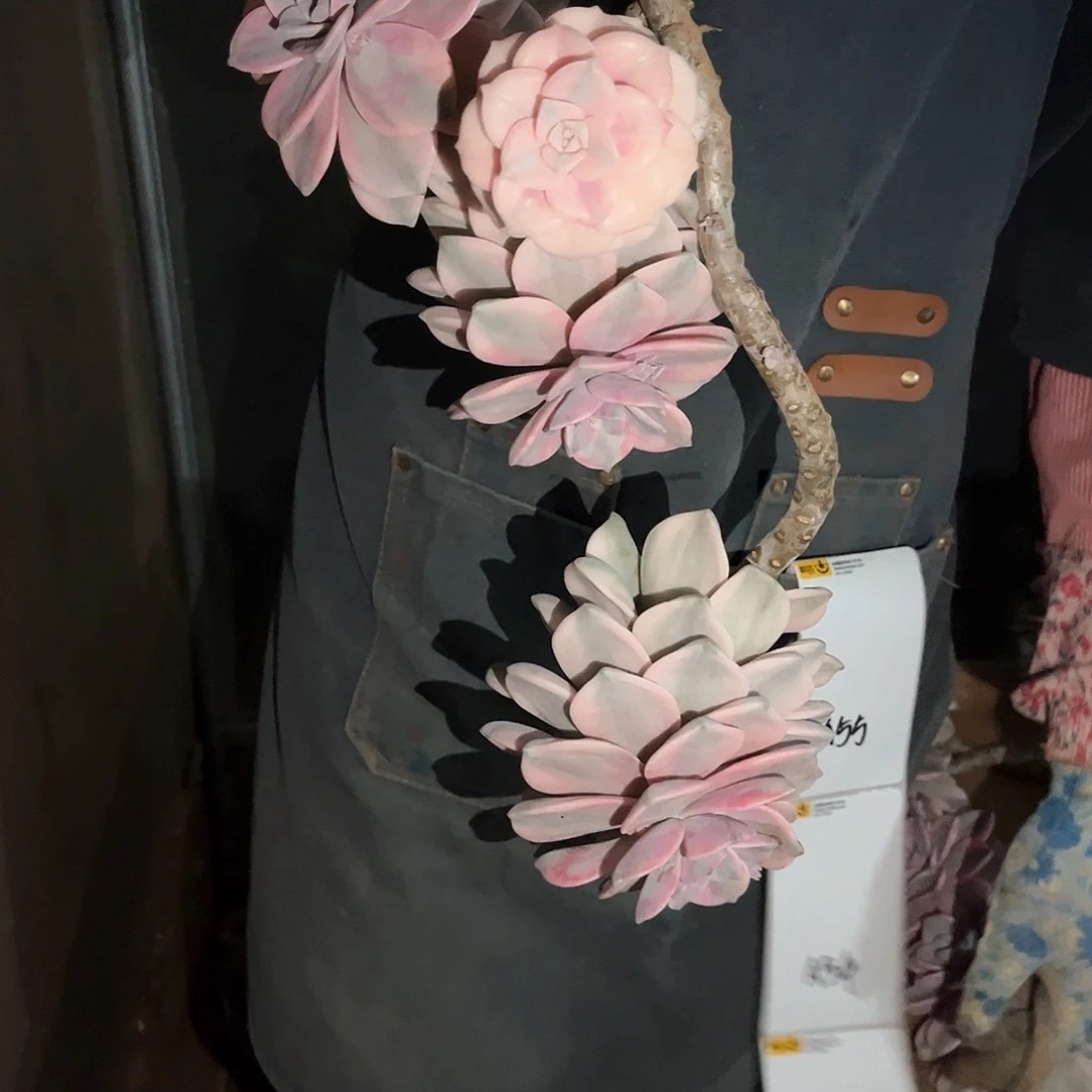 灯****）多肉植物紫乐景发顺丰A53