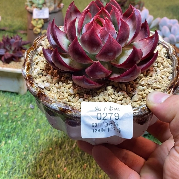 彩***10279啊啊啊啊啊啊啊啊啊啊啊