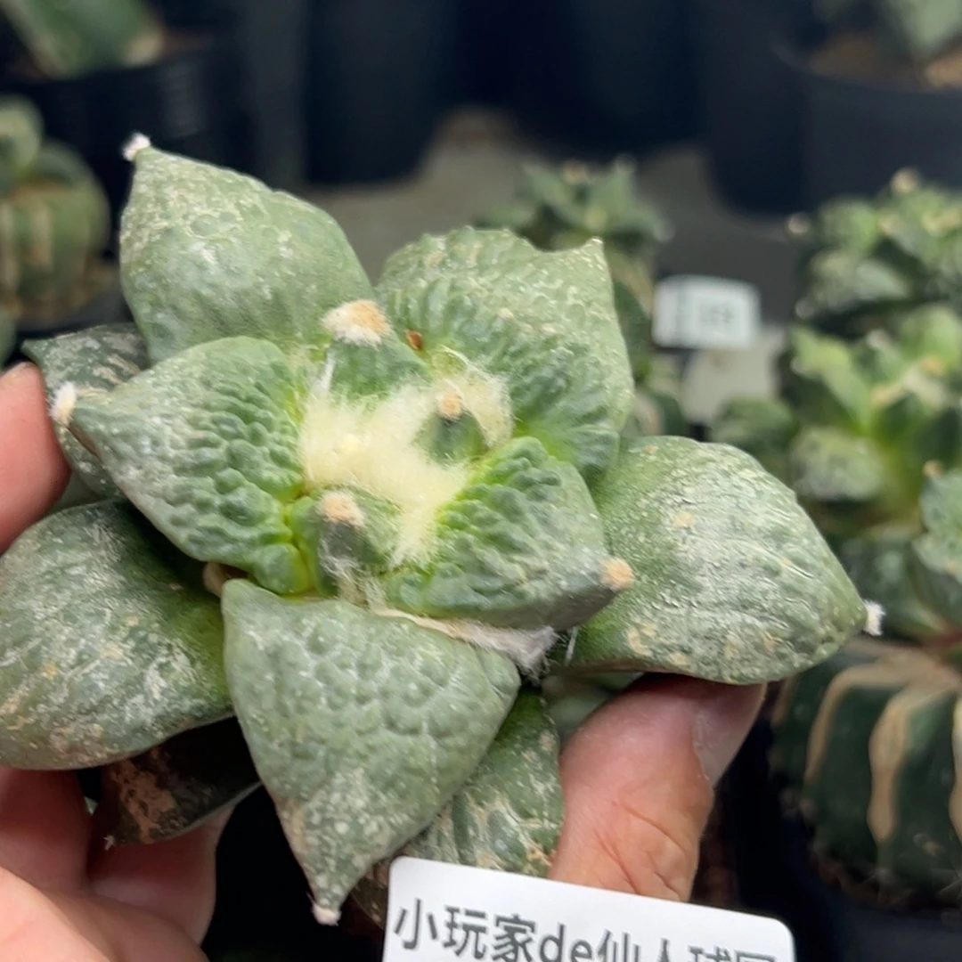 543 仙人球的世界里