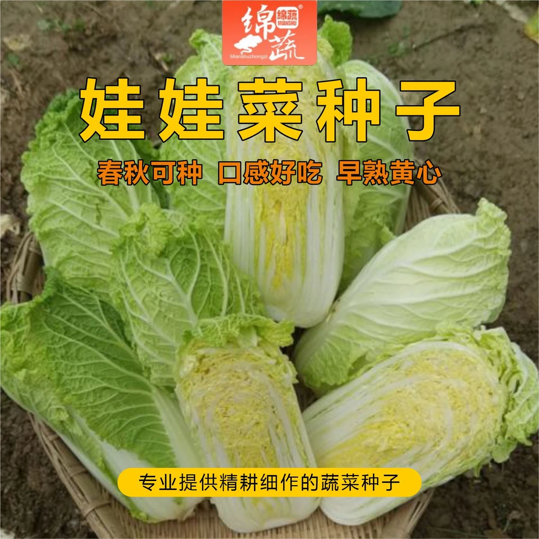 绵蔬【迷你娃娃】迷你小白菜家庭小院阳台盆栽都可以种植