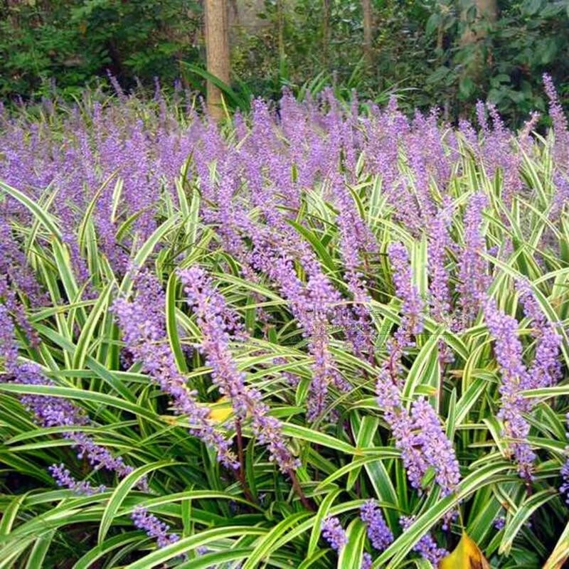 果真秀日本金边矮麦冬草佛甲草庭院草坪绿化地被植物细叶草四季常