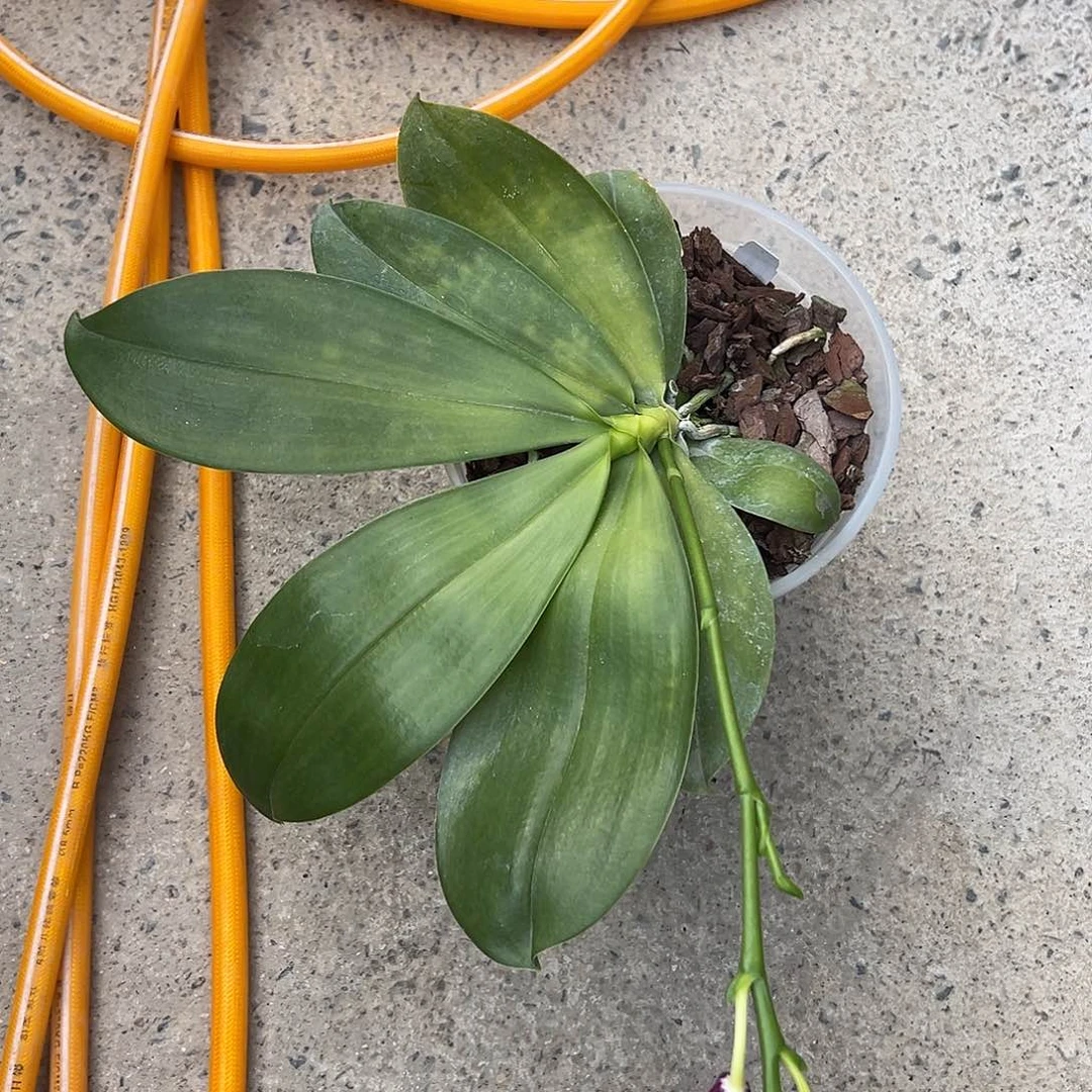 三***石完全开放蓝色海豚4.5寸杯