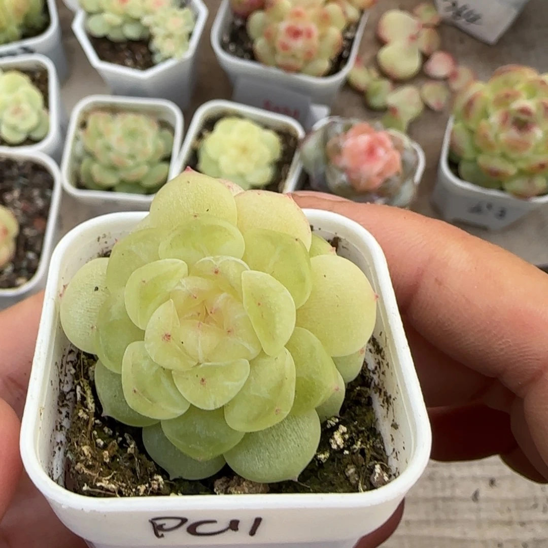 P C11 盆桌上一个满25包邮