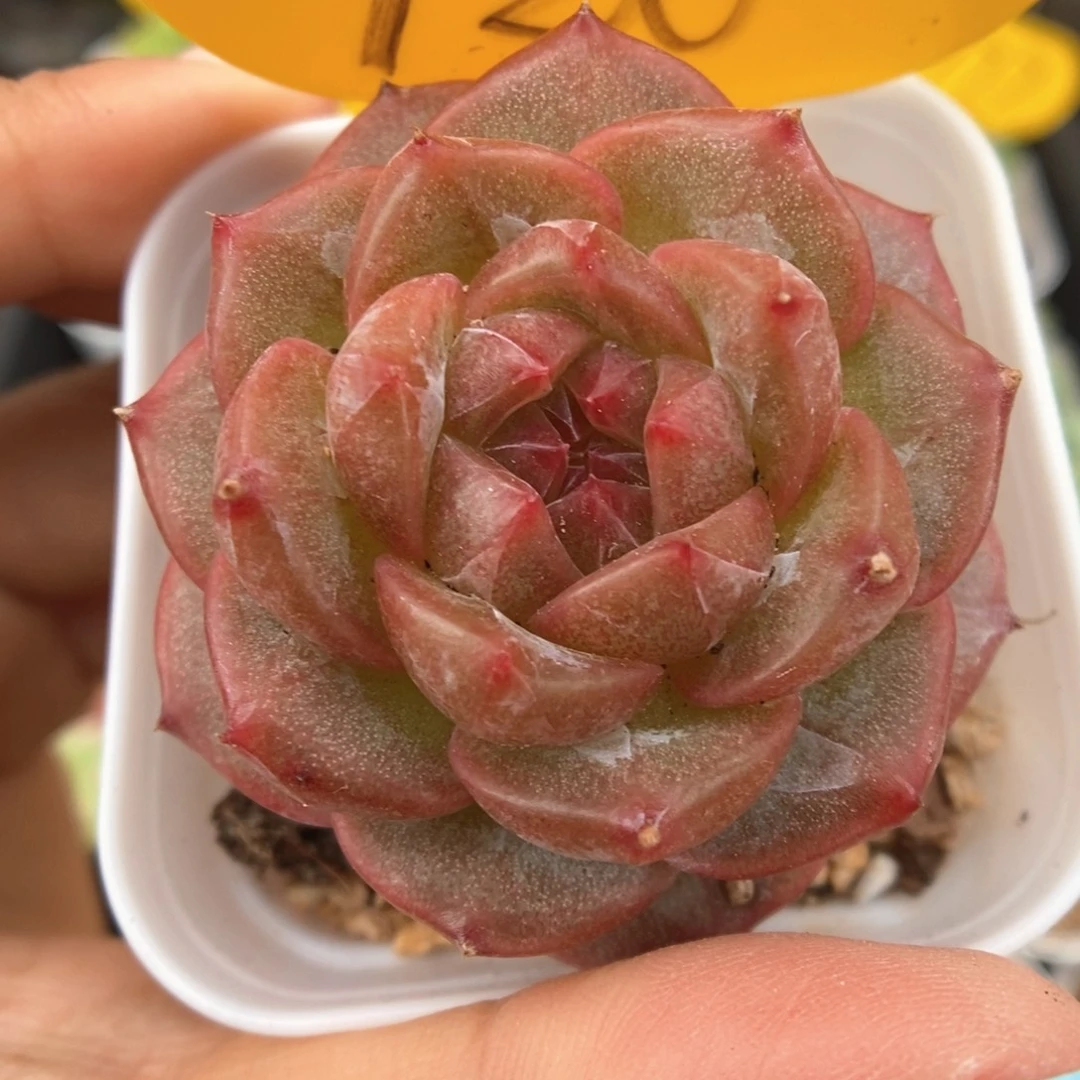 钻心珍妮可拍720号