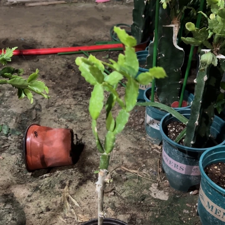 永***恒当前无花栽培后可以开花79