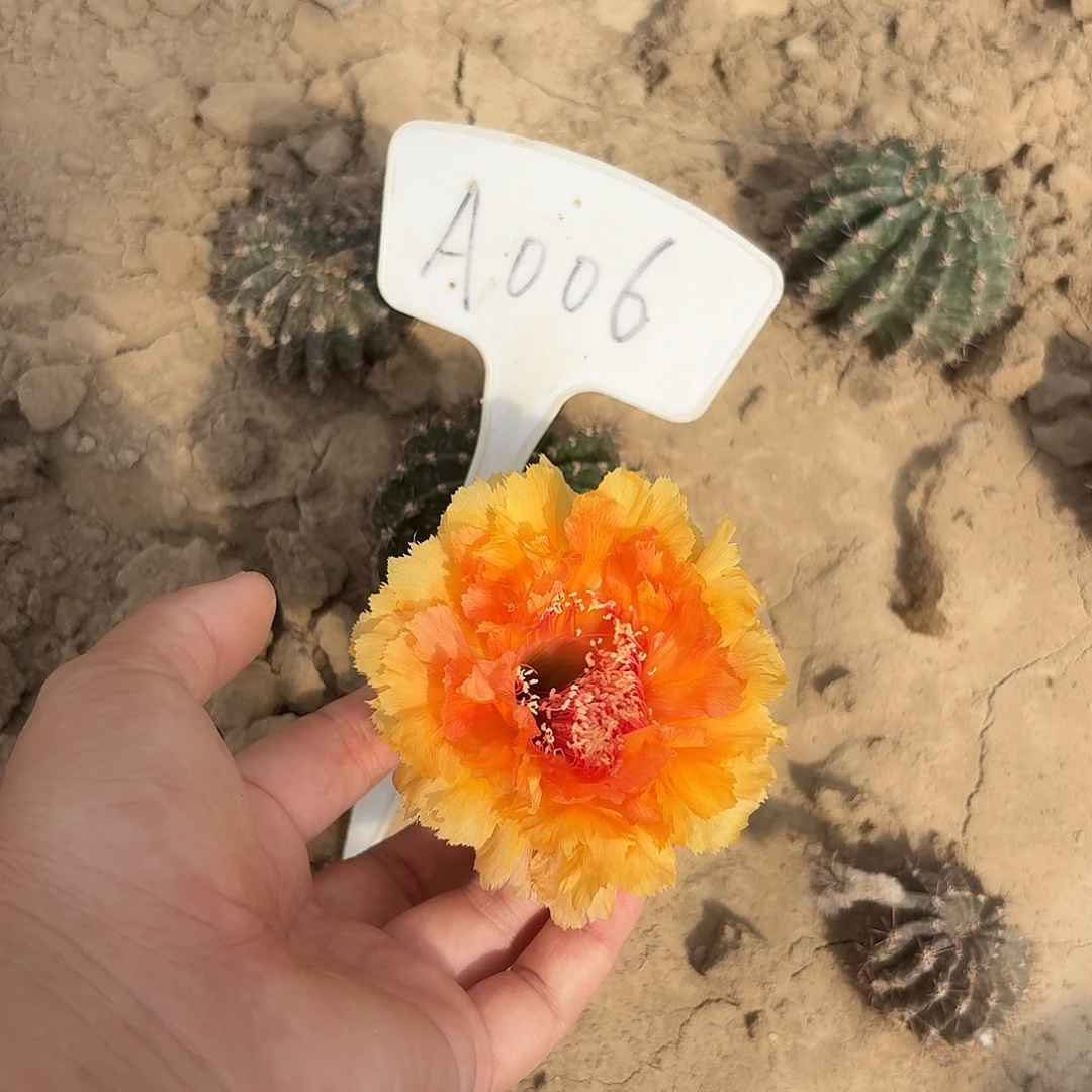 布***丁A006,琉璃盏瑕疵歪头