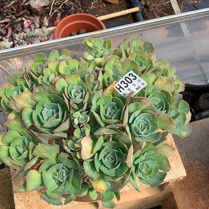 杂交大群 非偏远38包邮 节后发