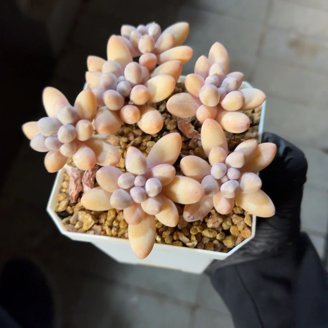 香水手指11111111111111111