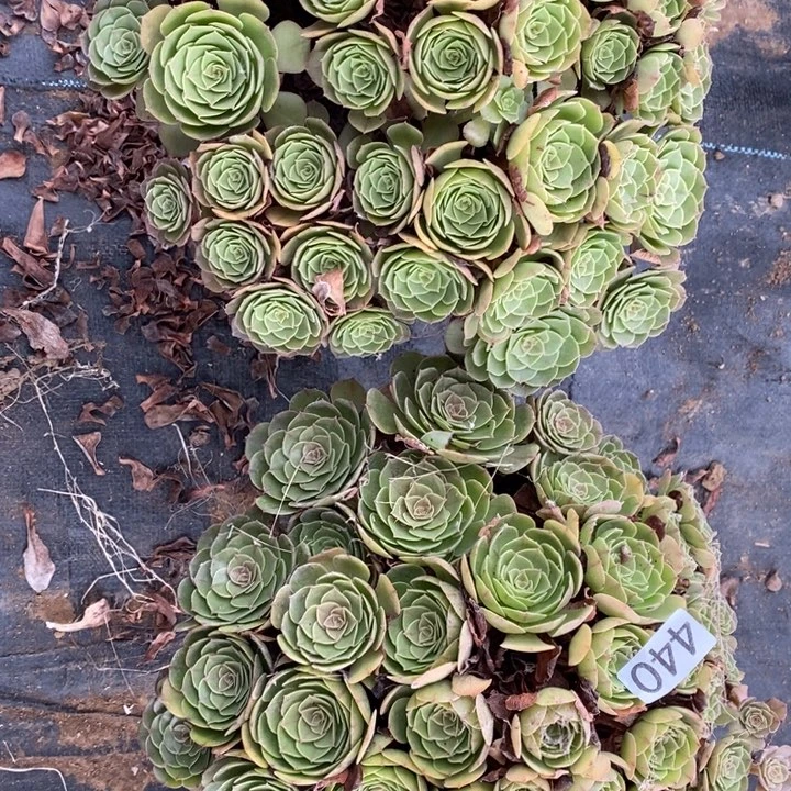 万圣节2棵440号1111111