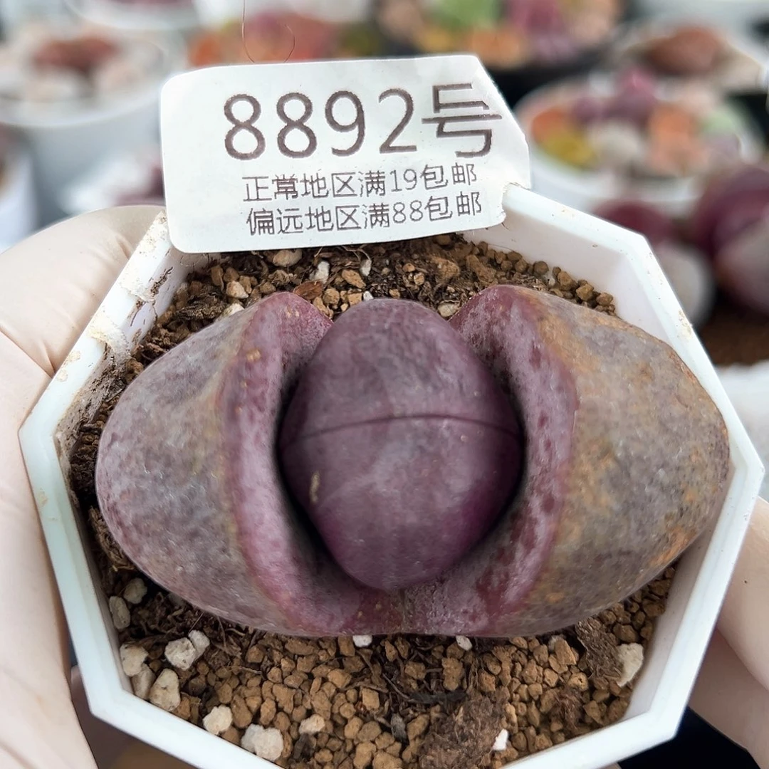 好养易活生石花大母本8892