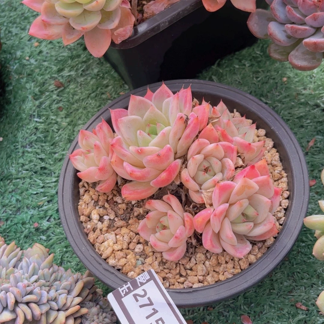 杂多肉植物哦27151