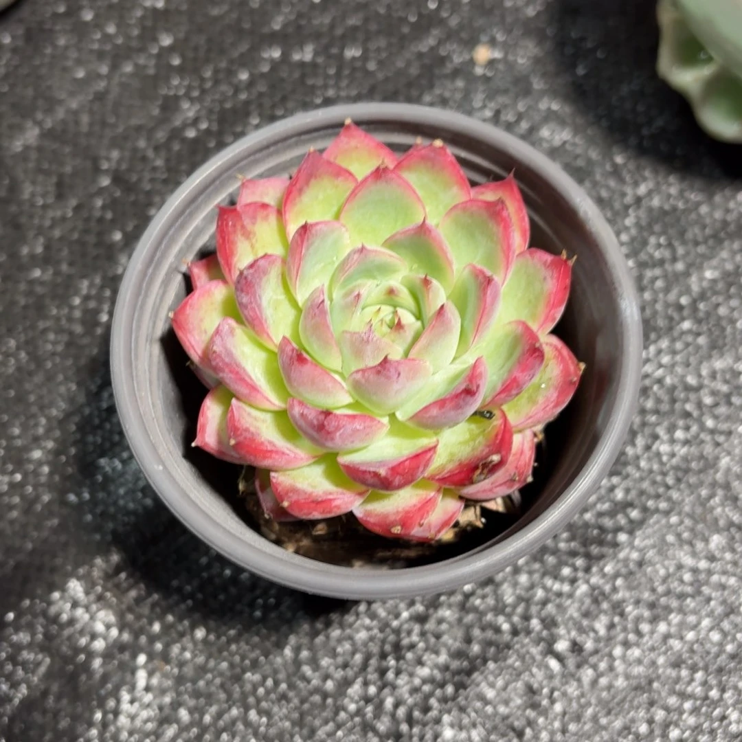 粉水晶多肉9㎝盆单头