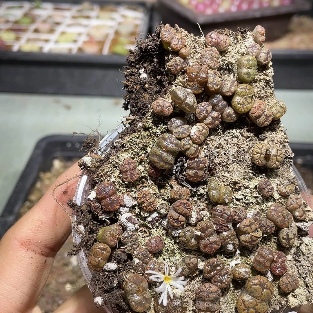 674当天凑满十八元包邮生石花