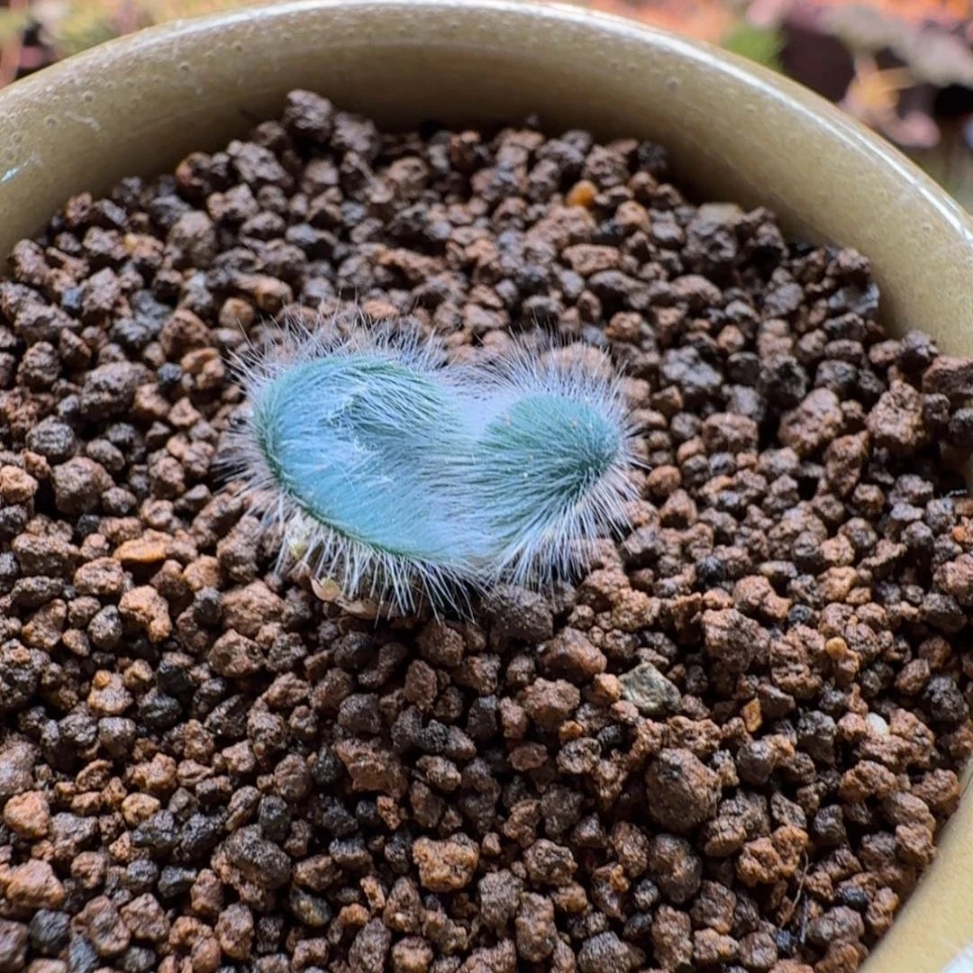 毛叶石蒜555 仙人掌