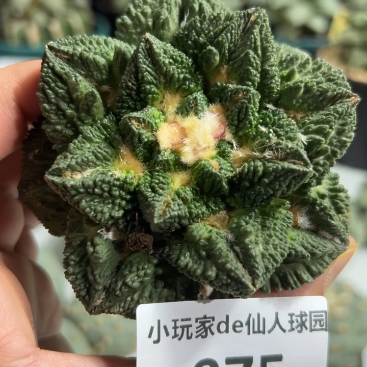 975可节后发货 可帮发根