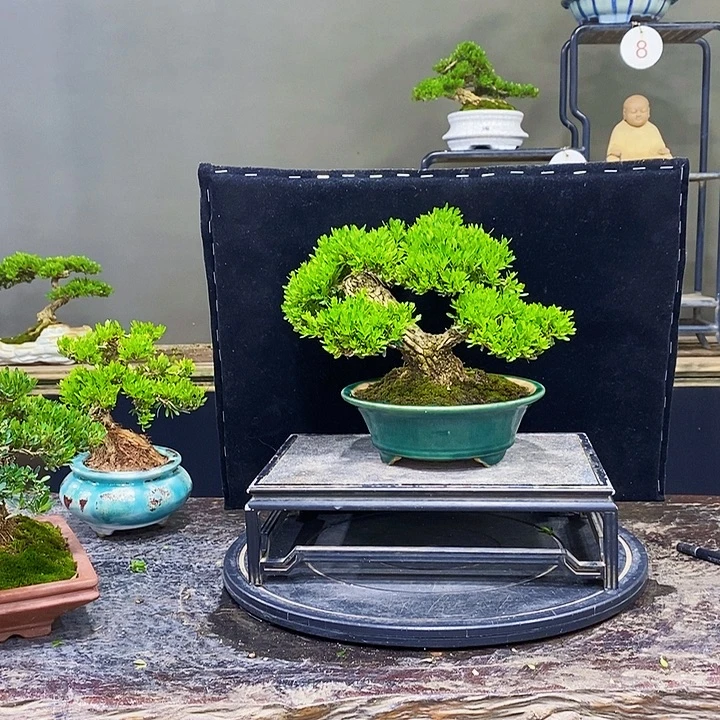 无花朵M黄杨盆景四季常青