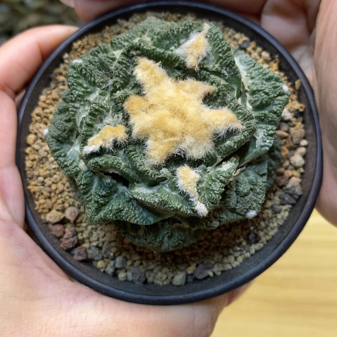 15号 自根 龟甲辛顿6.3公分带盆土