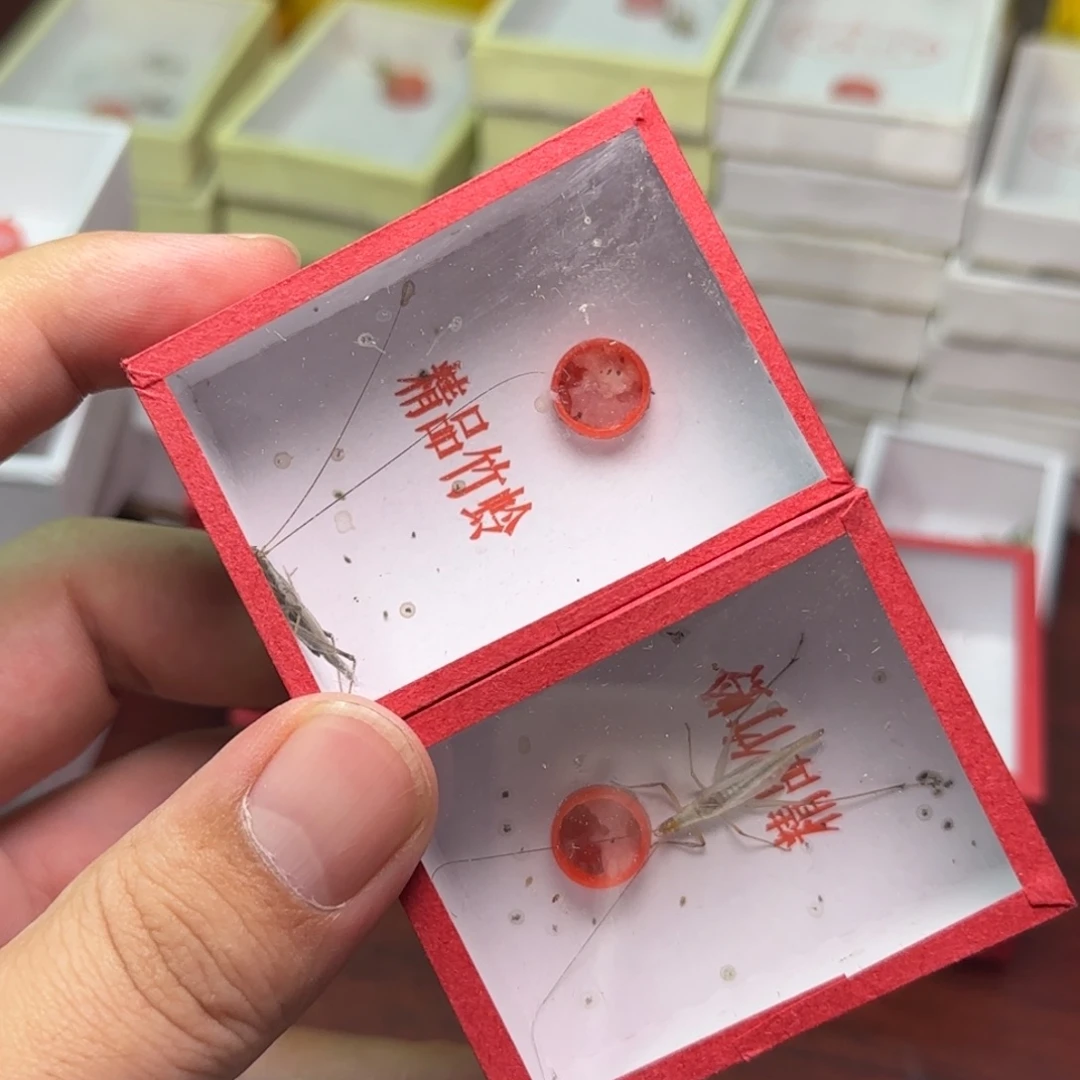 黑紫竹岭2只
