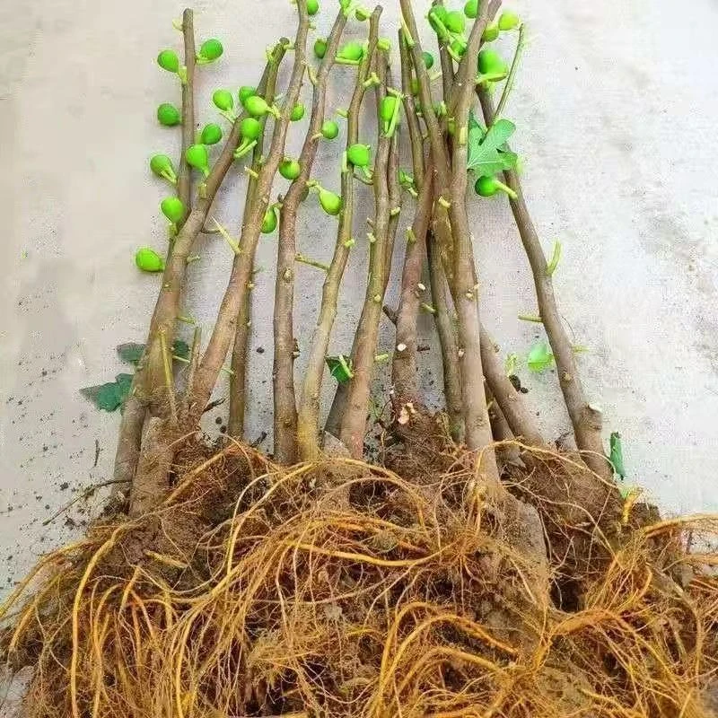 裸根布莱瑞克嫁接砧木适合南方北方四季种植