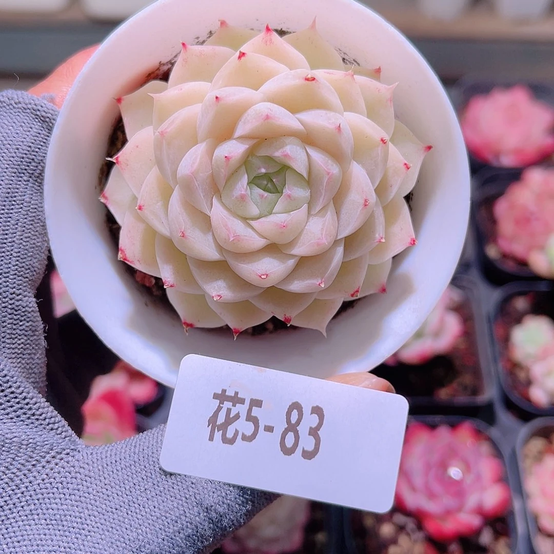 花05-83麦秆单头