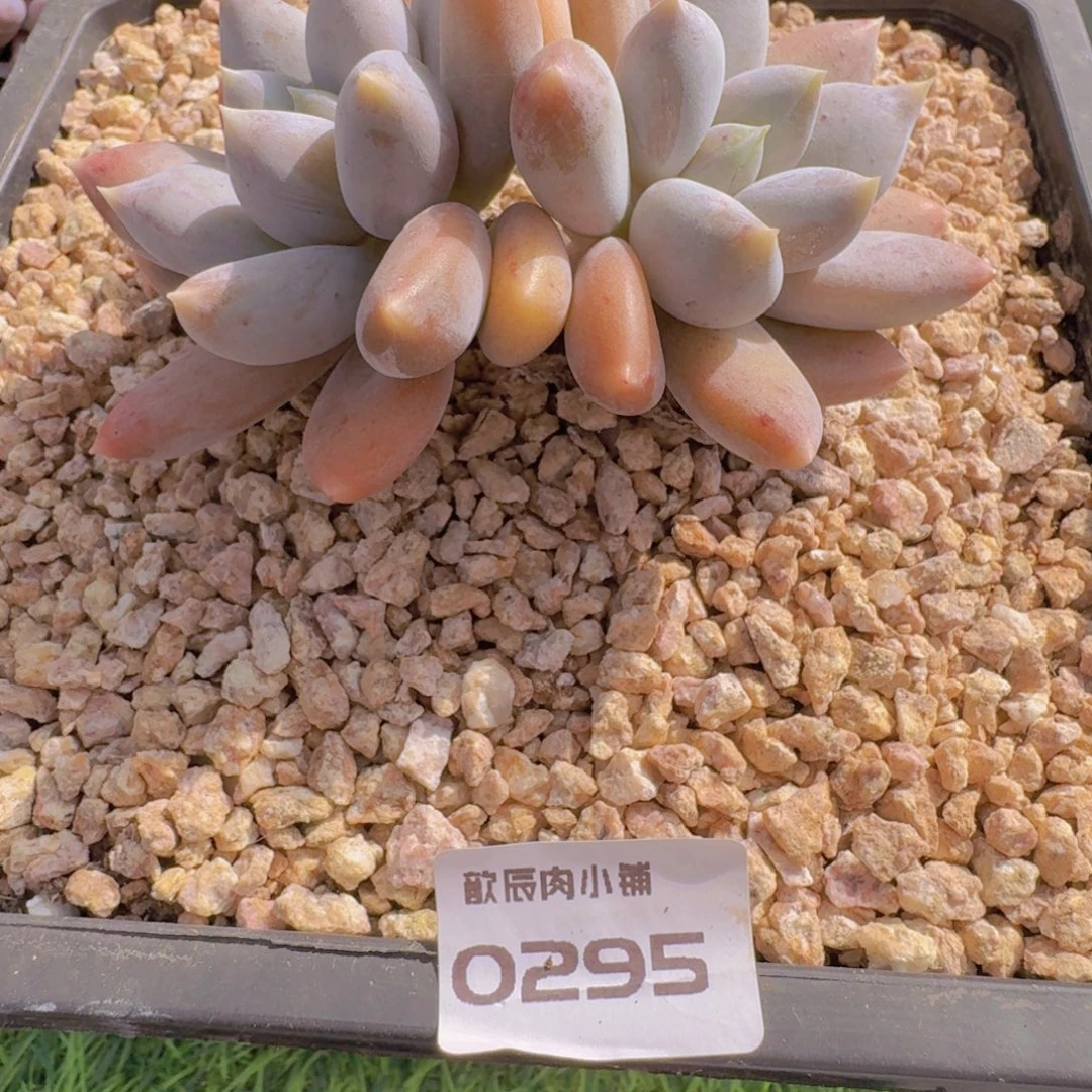 多肉植物胖体哥特0295