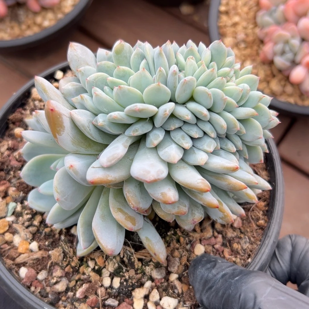 特价橙子缀1111111111111