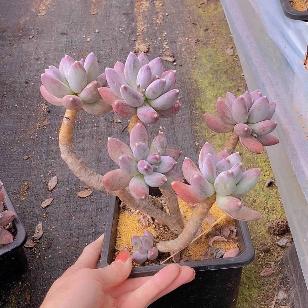 340多肉植物老桩