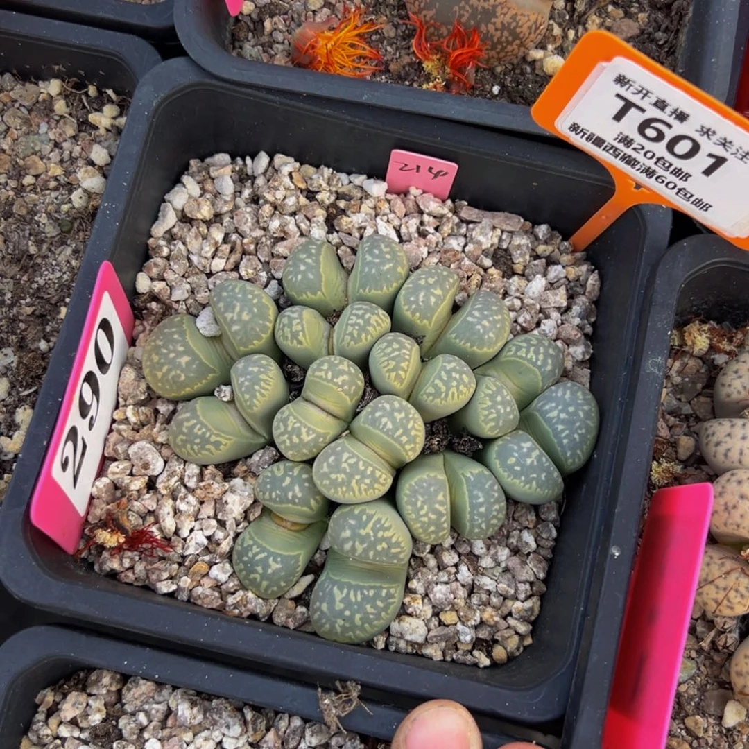 601 一物一拍，默认有伤，介意勿拍，不退不换