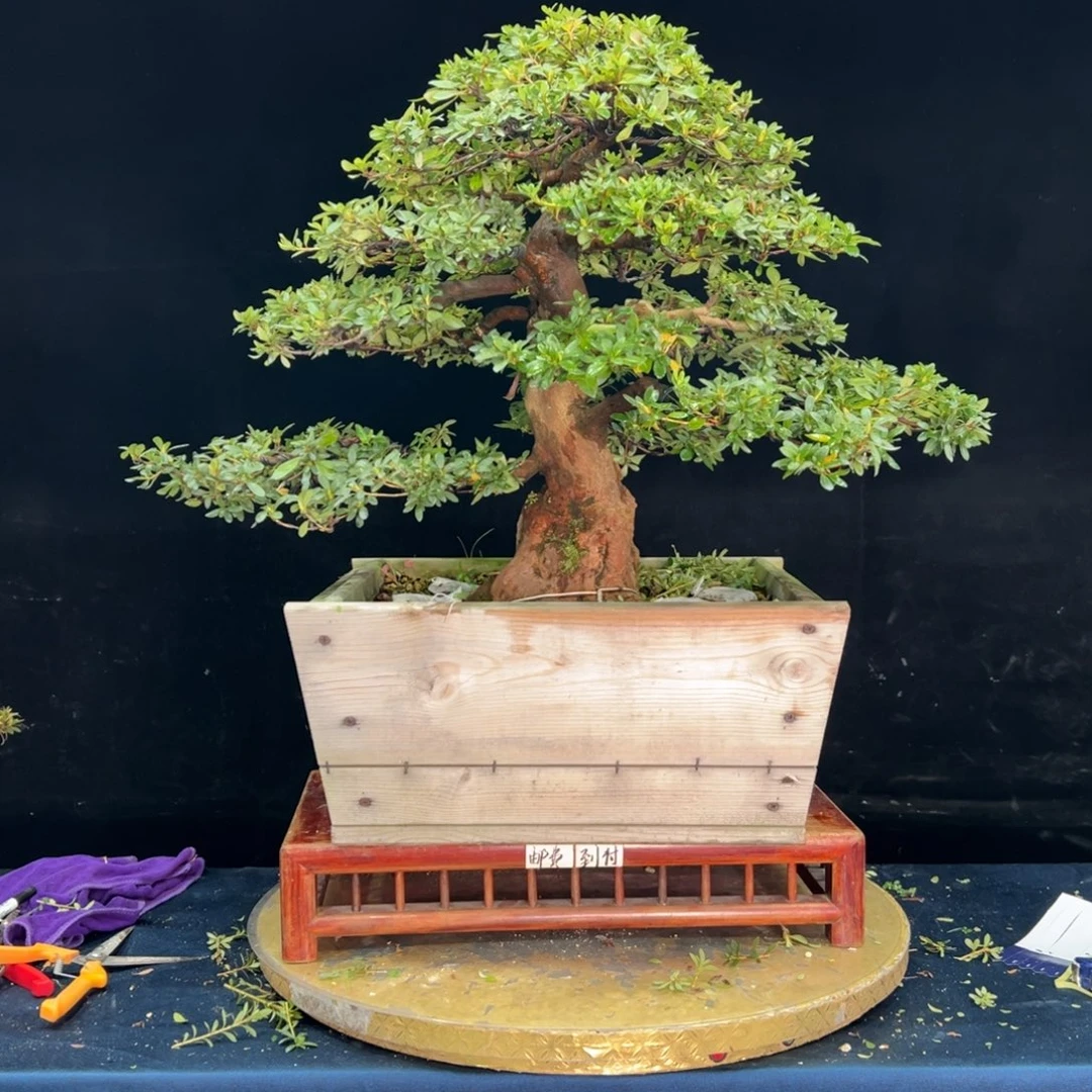 一***风完全开放杜鹃花的诗作