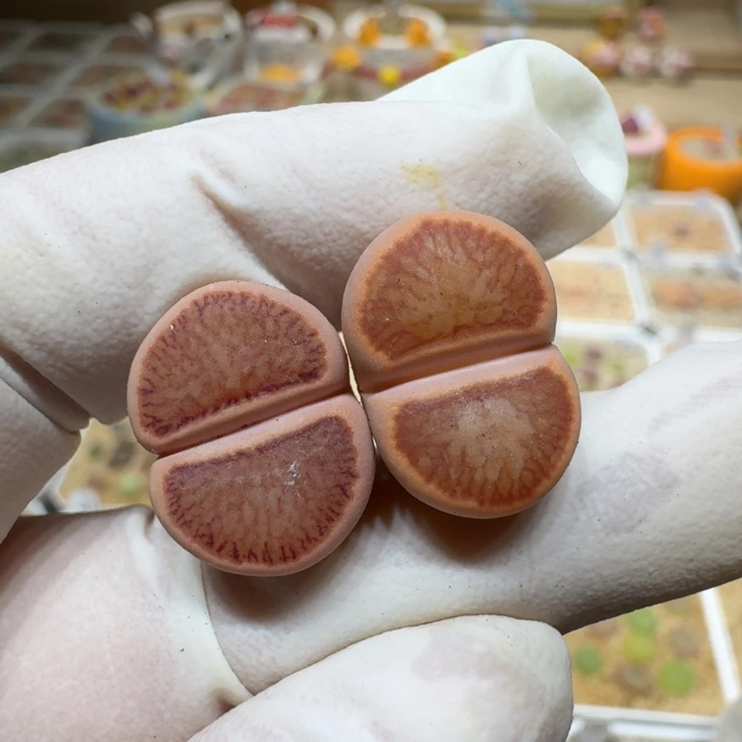 s***×0214-27菊菊菊菊菊