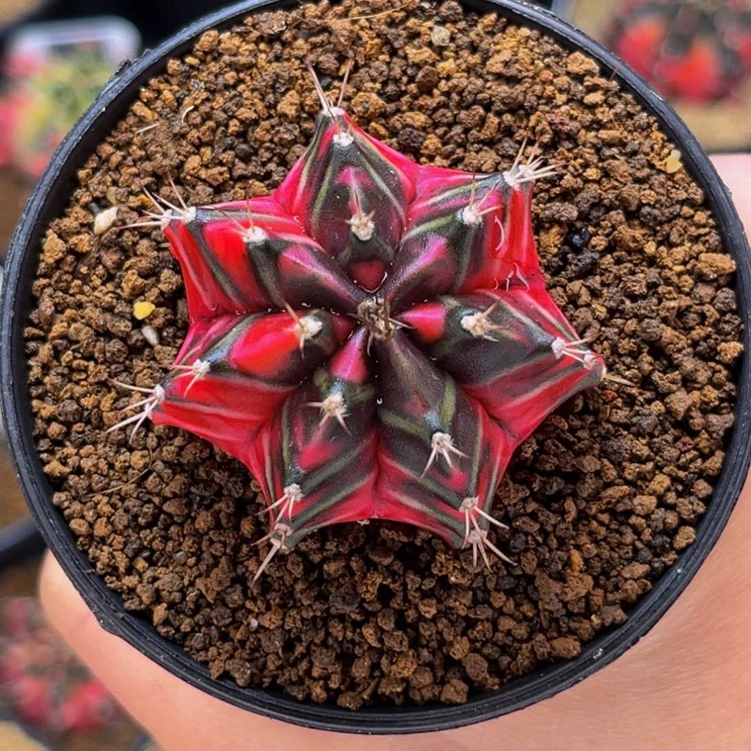 焰火  米哈仙人球