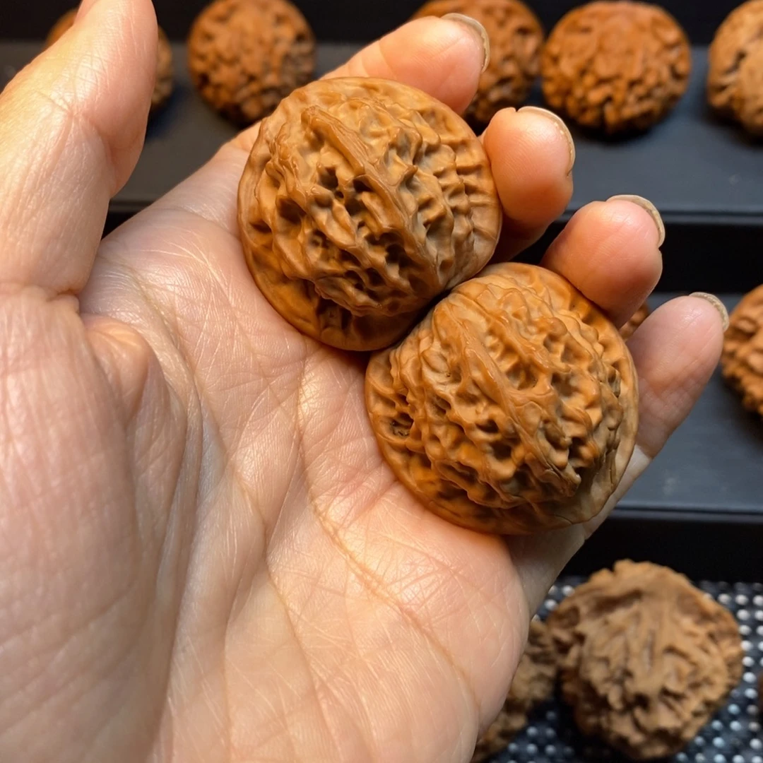 手串/手链核桃秦岭森林中出现