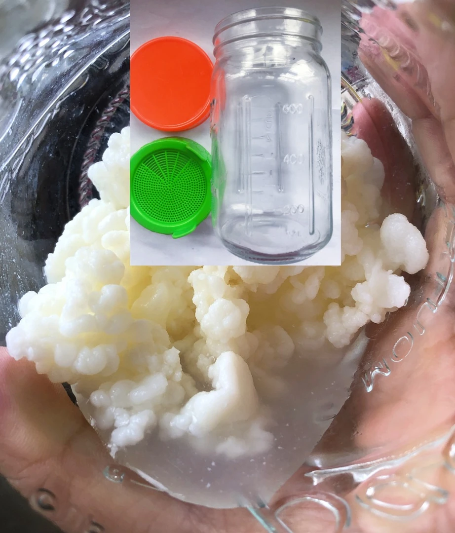 美国开菲尔酸奶菌粒发酵瓶