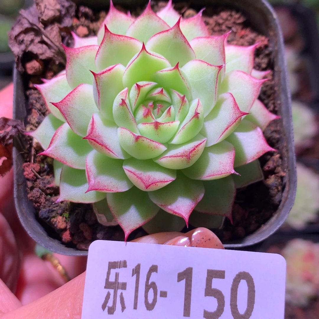 乐然16-150 女王玫瑰