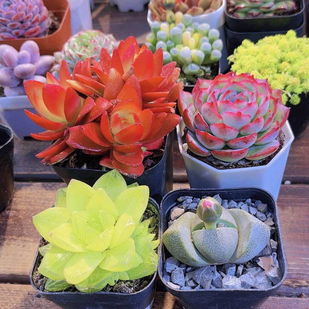 火祭群➕黄金雨露➕侧影➕绿元宝