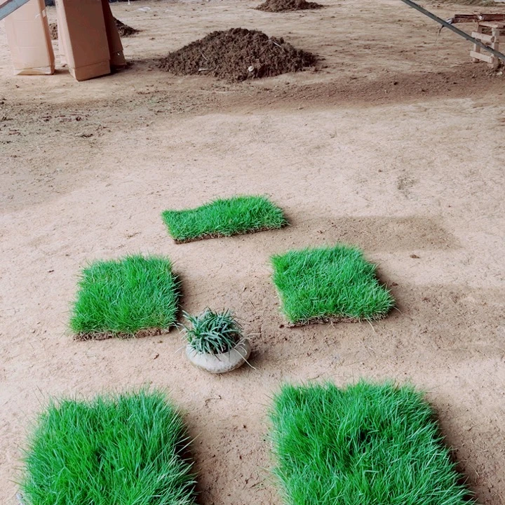 1***6无花朵马尼拉草坪包邮价格，。