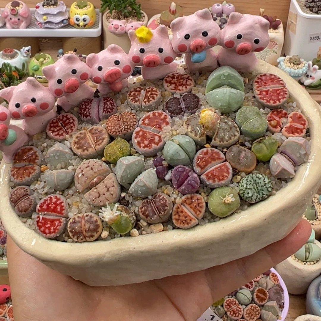 多肉植物18号彩色