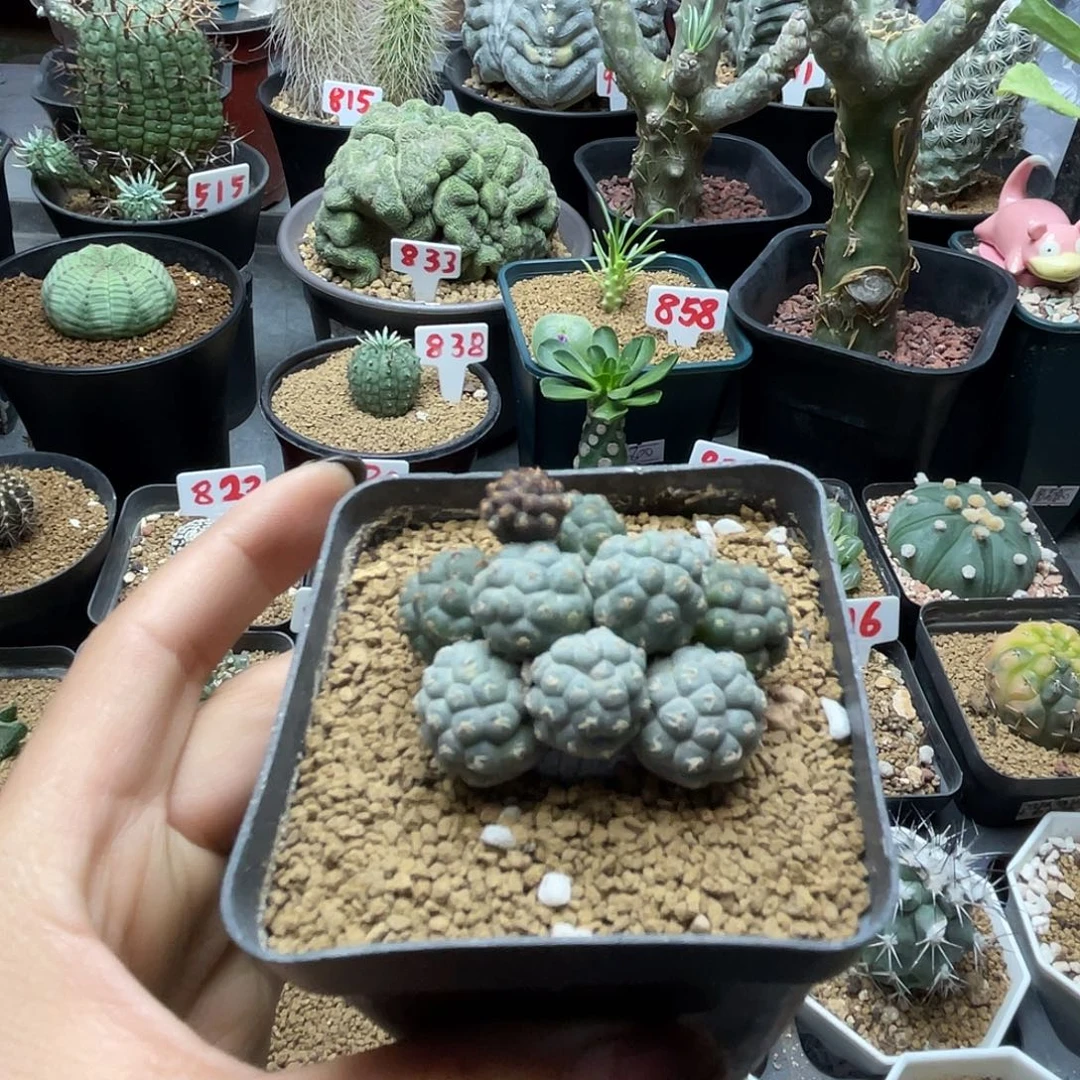 小型足球团扇仙人球