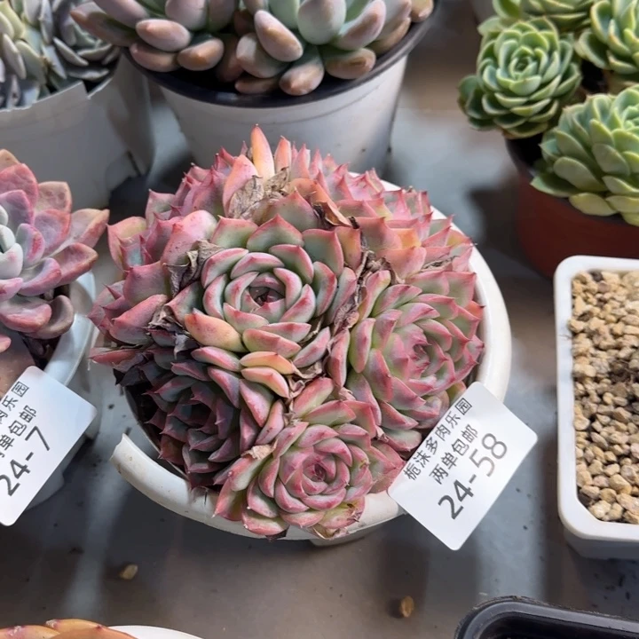 小***兒24-58恻影多肉植物