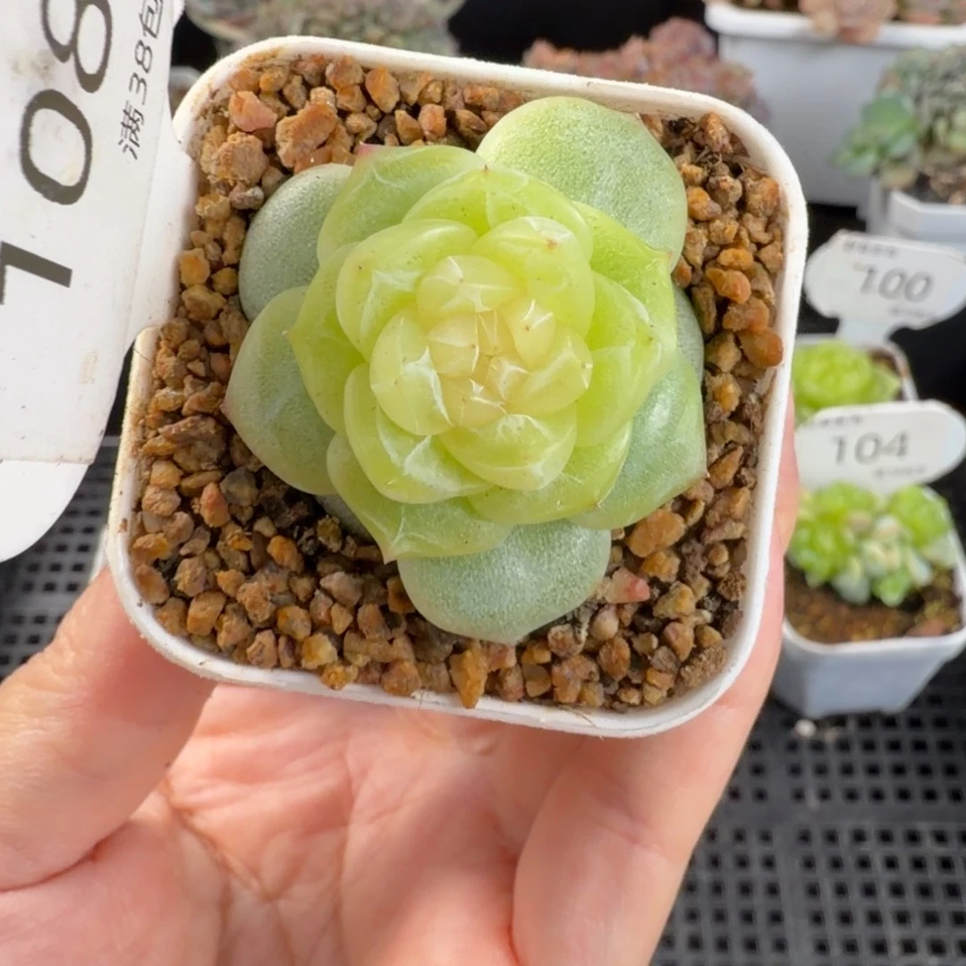 白葡萄酒珍妮单头108号