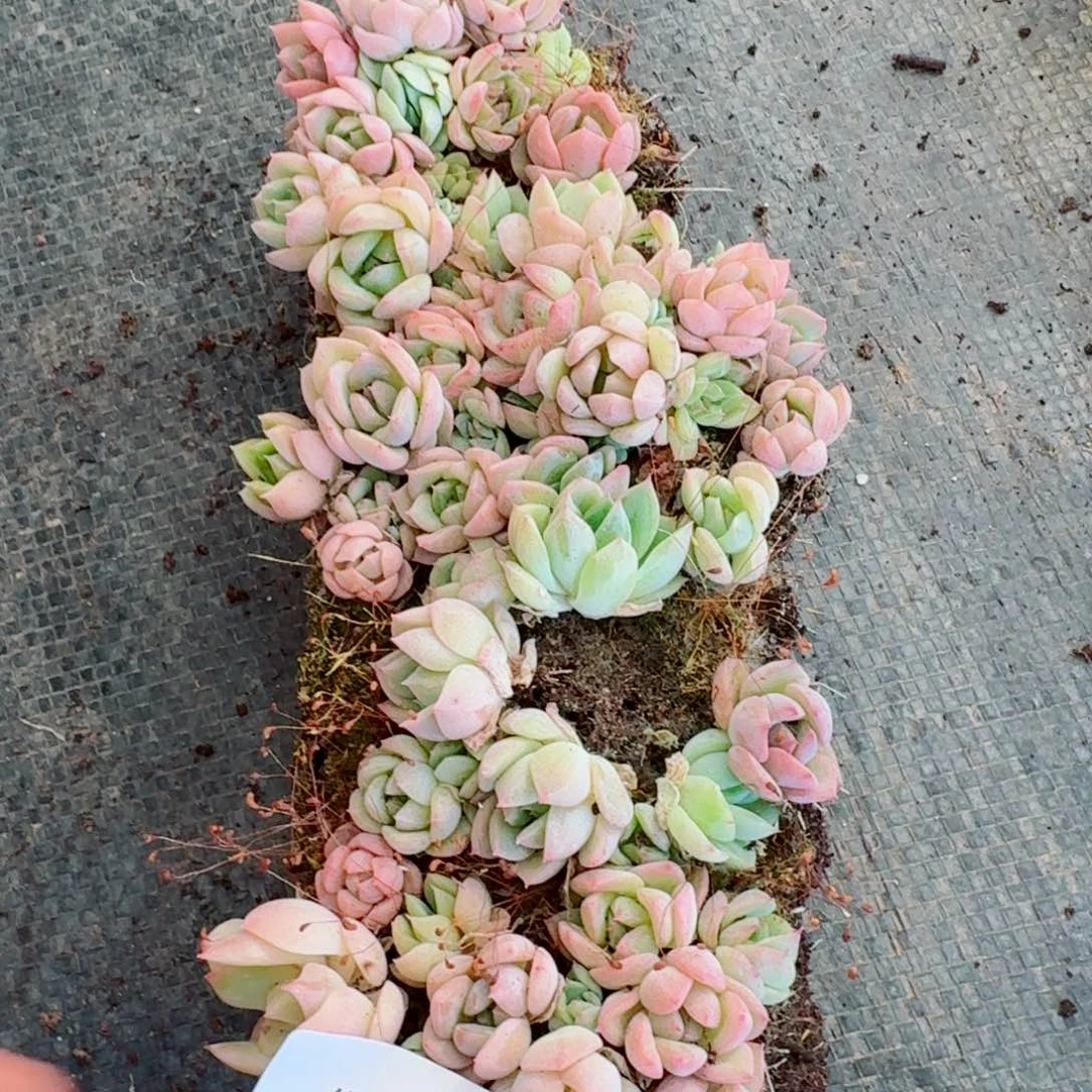 13-44多肉杂交宽叶美尼珍妮q.切糕一份吧四十颗左右