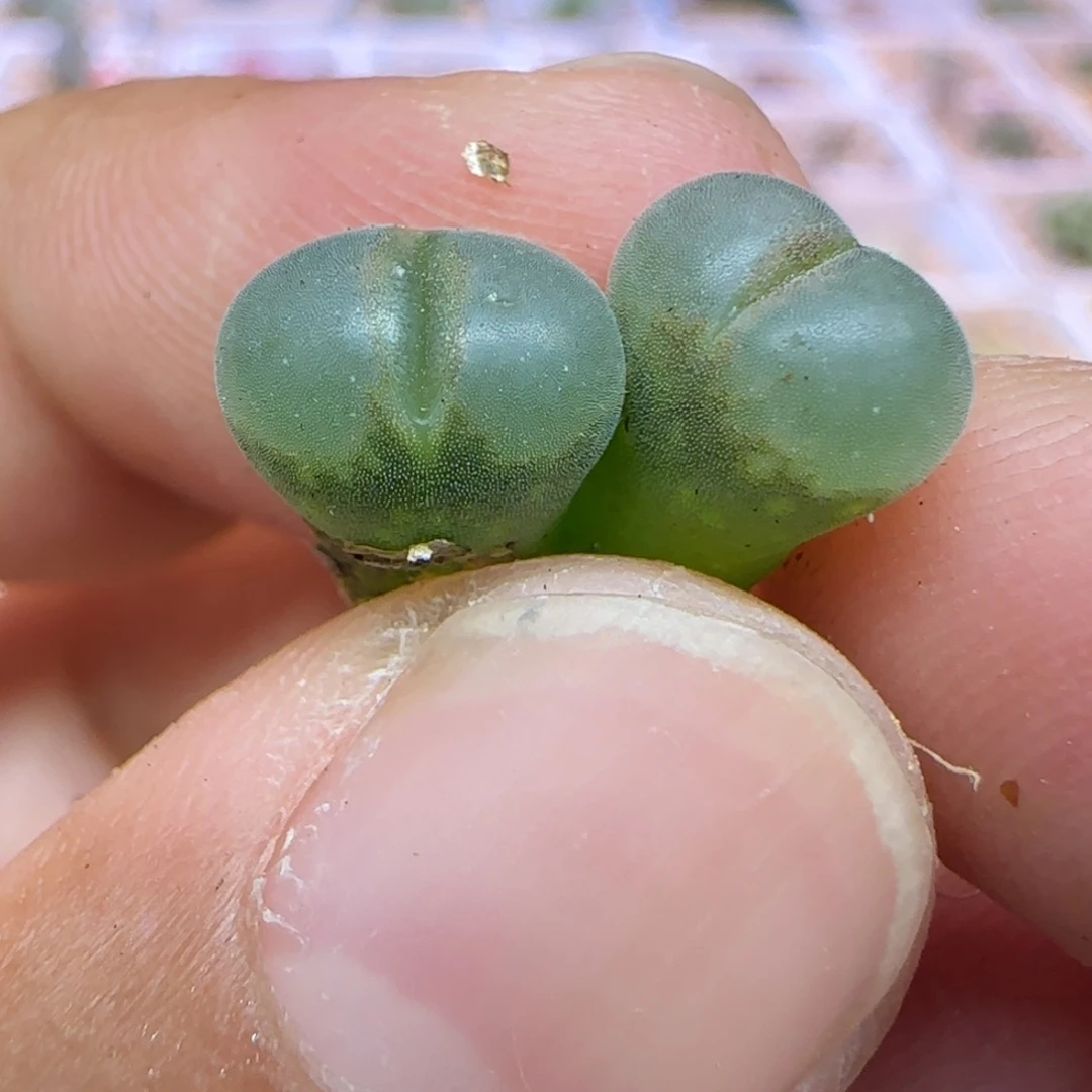 b23两颗优选多肉植物